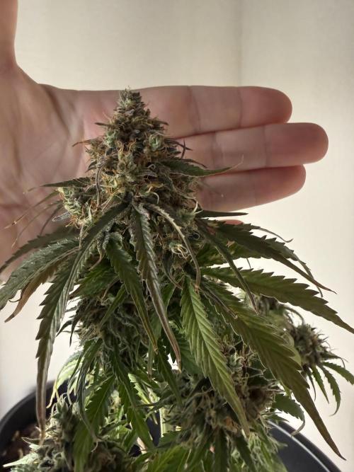 Grow 1 Q1 2026. Week 12 - 05.05 MW top bud v hand
