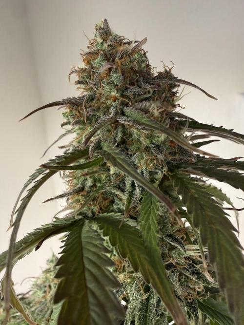 Grow 1 Q1 2026. Week 12 - 05.05 MW Top bud
