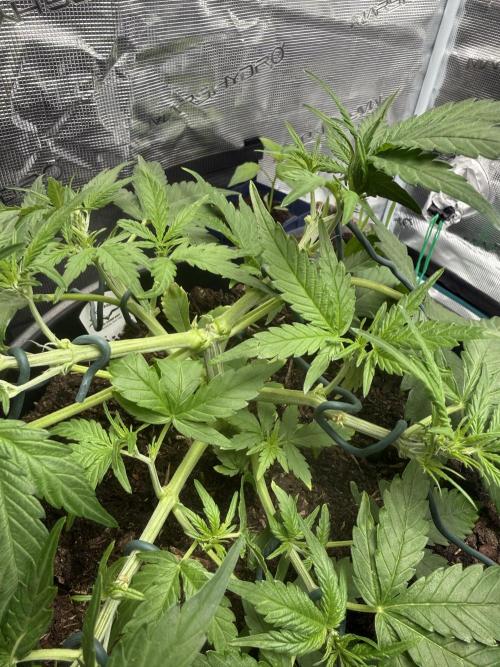 G2.1.26. Week 5 - 28.04