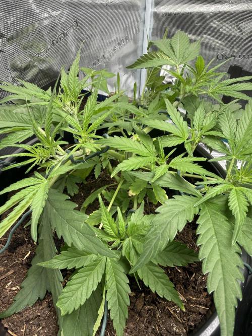 G2.1.26. Week 5 - 29.04