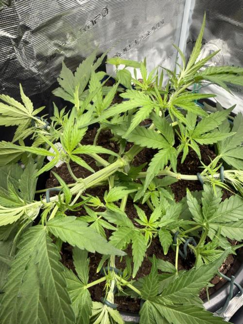 G2.1.26. Week 5 - 30.04