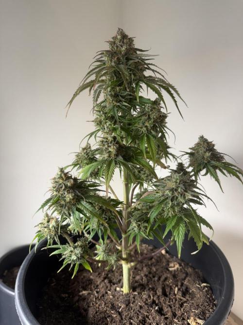 Grow 1 Q1 2026. Week 13 - 08.05 MW Full plant