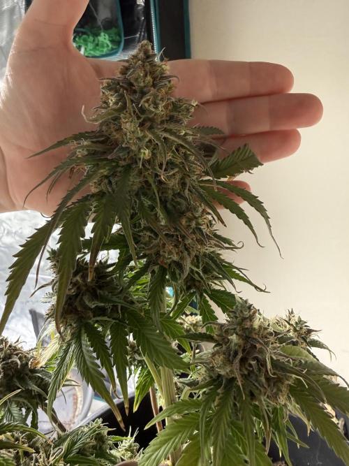 Grow 1 Q1 2026. Week 13 - 08.05 Top bud v hand