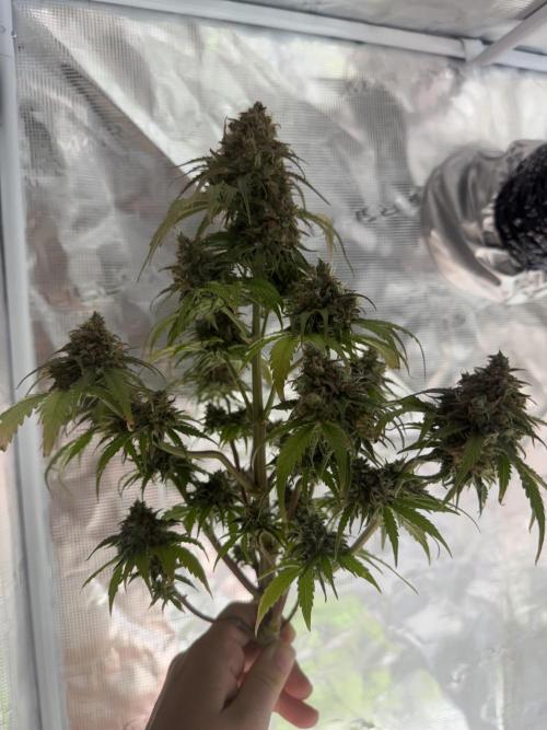 Grow 1 Q1 2026. Week 13 - 08.05 Diva down!