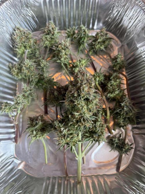 Grow 1 Q1 2026. Week 13 - 08.05 Ready to dry