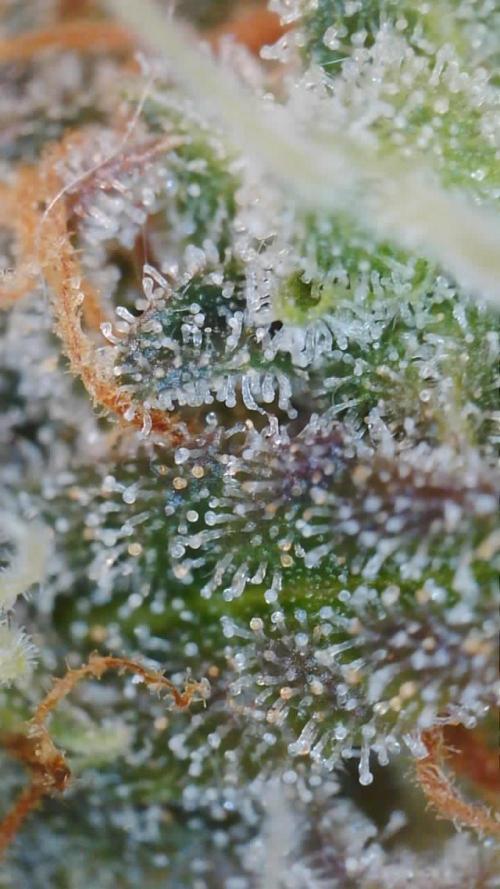 Grow 1 Q1 2026. Week 13 - 08.05 Trichome close up