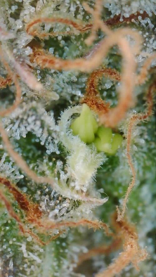 Grow 1 Q1 2026. Week 13 - 08.05 cheeky 😈🍆