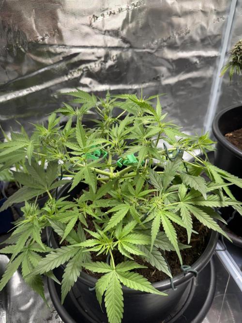 G2.1.26. Week 6 - 05.05