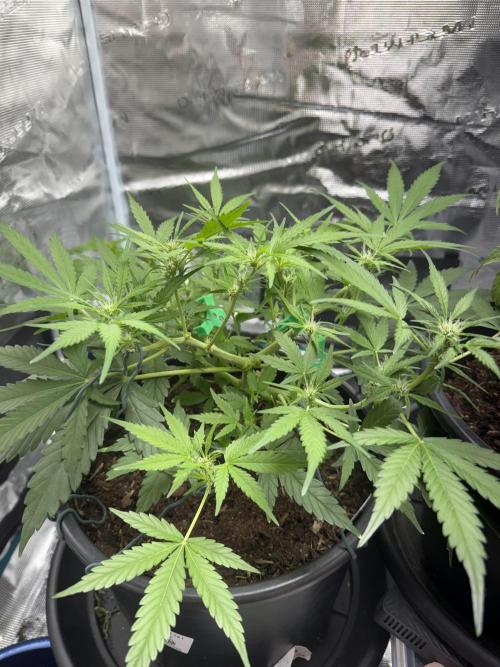G2.1.26. Week 6 - 07.05