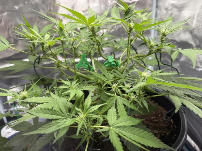 G2.1.26. Week 6 - 08.05