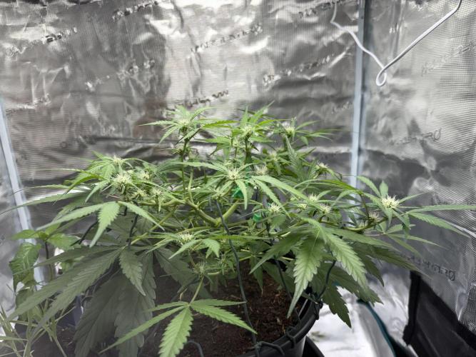 G2.1.26. Week 6 - 10.05
