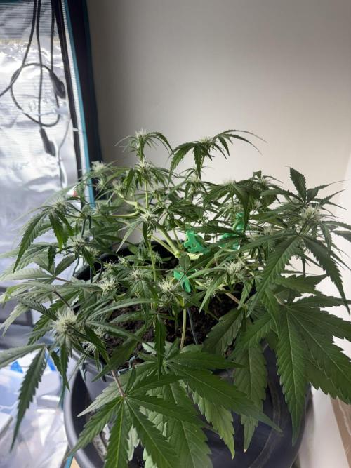 G2.1.26. Week 6 - 11.05