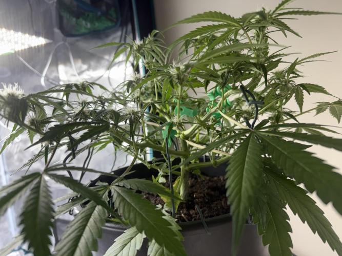 G2.1.26. Week 6 - 11.05