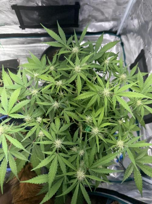 G2.1.26. Week 7 - 12.05 Canopy ft cat. 