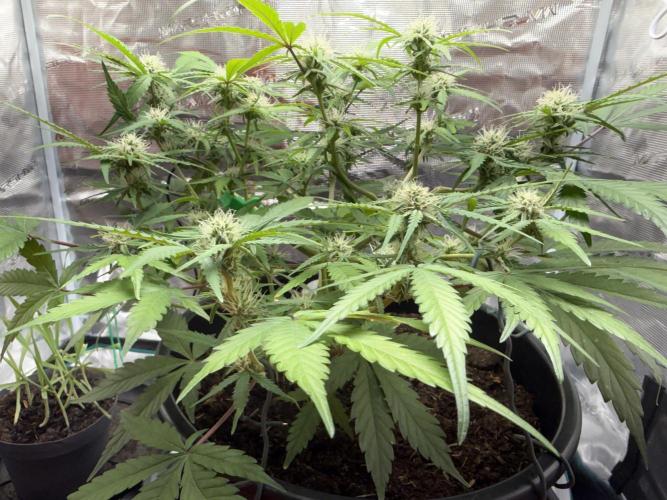 G2.1.26. Week 7 - 15.05