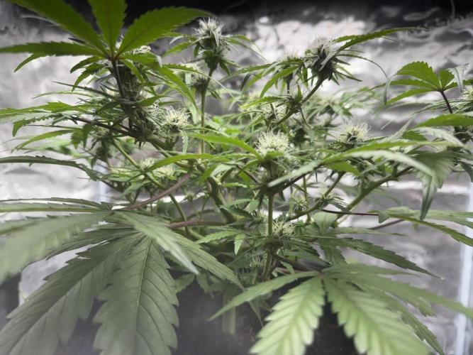 G2.1.26. Week 7 - 16.05
