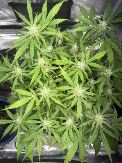 G2.1.26. Week 7 - 17.05