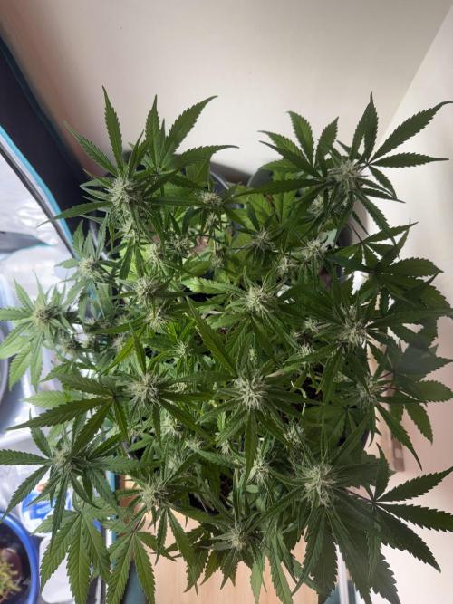 G2.1.26. Week 7 - 18.05 Canopy