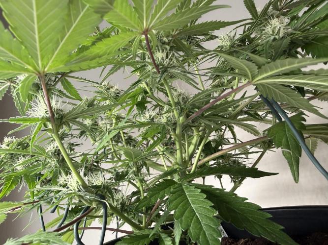 G2.1.26. Week 7 - 18.05 Under the canopy