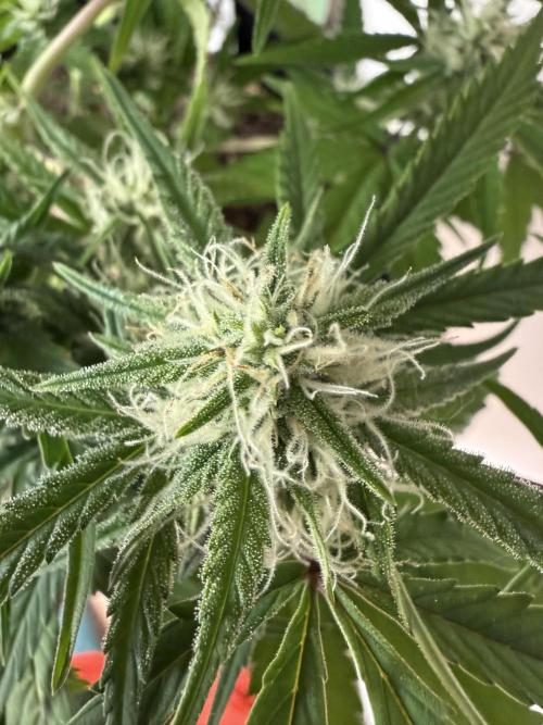 G2.1.26. Week 7 - 18.05 Flower close up