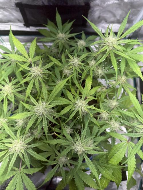 G2.1.26. Week 8 - 19.05