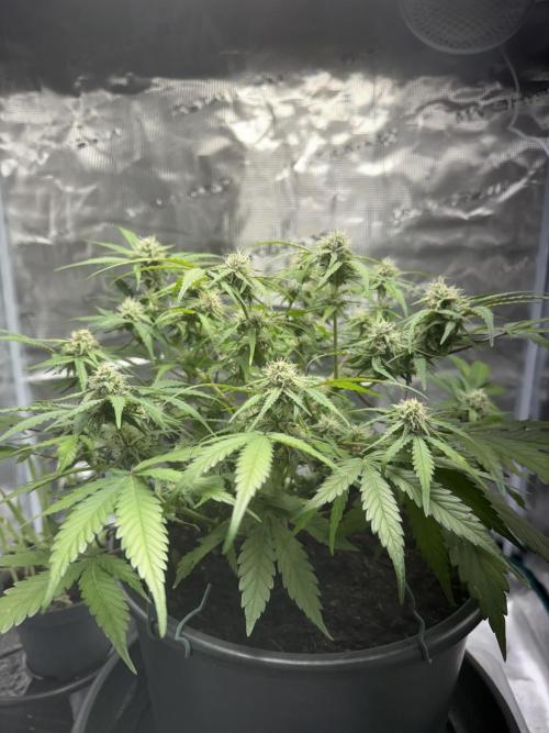 G2.1.26. Week 8 - 20.05