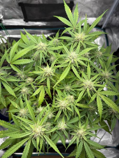 G2.1.26. Week 8 - 21.05