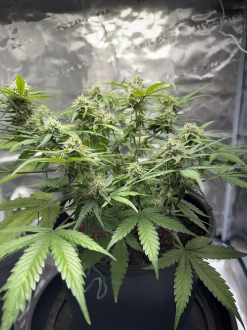 G2.1.26. Week 8 - 22.05