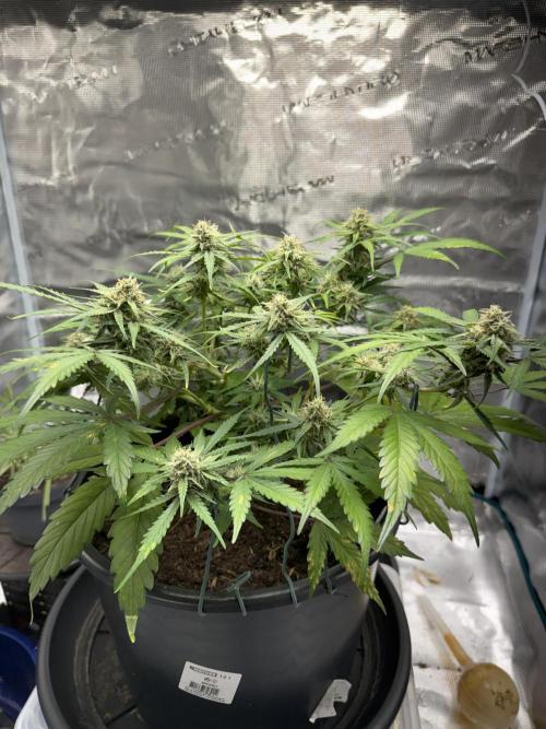 G2.1.26. Week 8 - 23.05