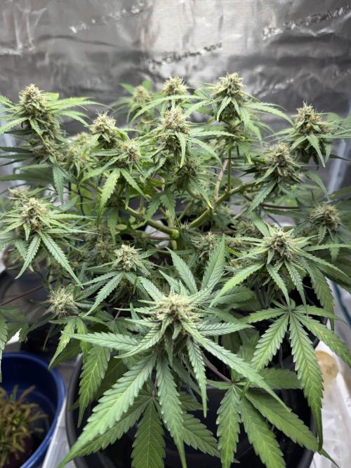 G2.1.26. Week 8 - 24.05