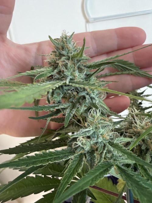 G2.1.26. Week 8 - 25.05 Biggest bud v hand