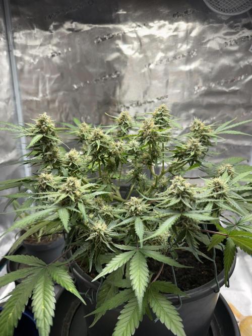 G2.1.26. Week 9 - 26.05