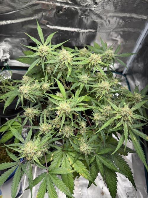 G2.1.26. Week 9 - 27.05