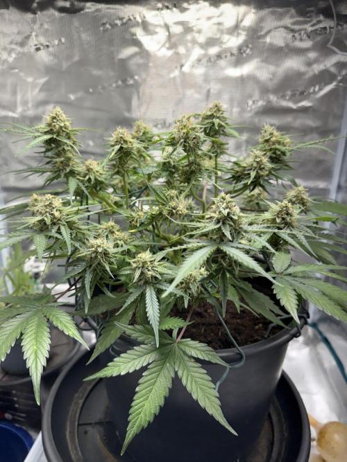 G2.1.26. Week 9 - 28.05