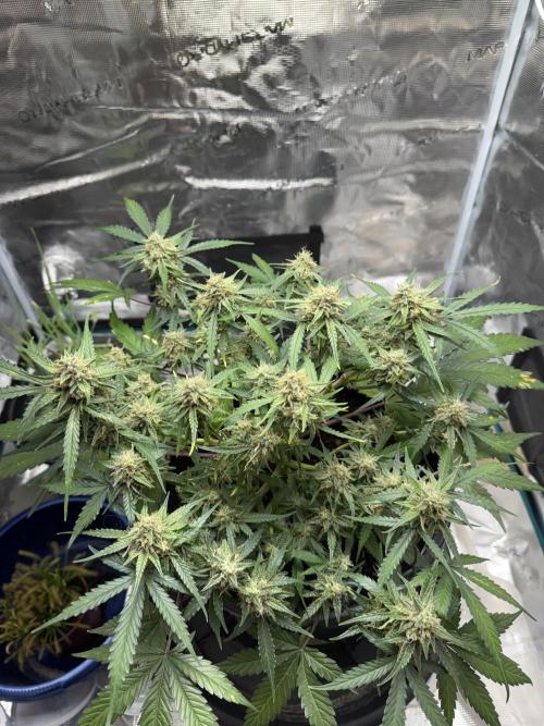 G2.1.26. Week 9 - 29.05