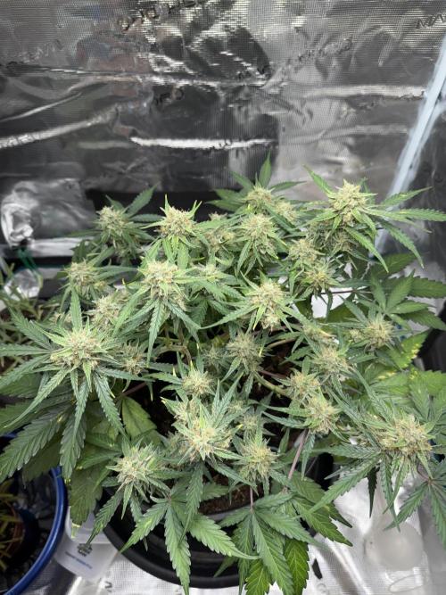 G2.1.26. Week 9 - 30.05