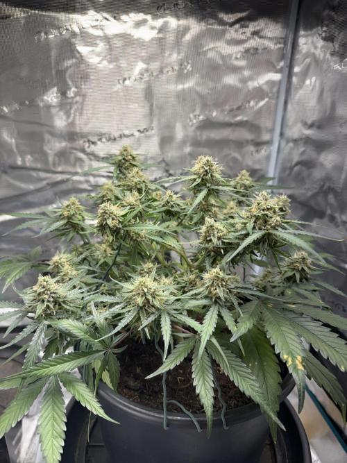 G2.1.26. Week 9 - 31.05