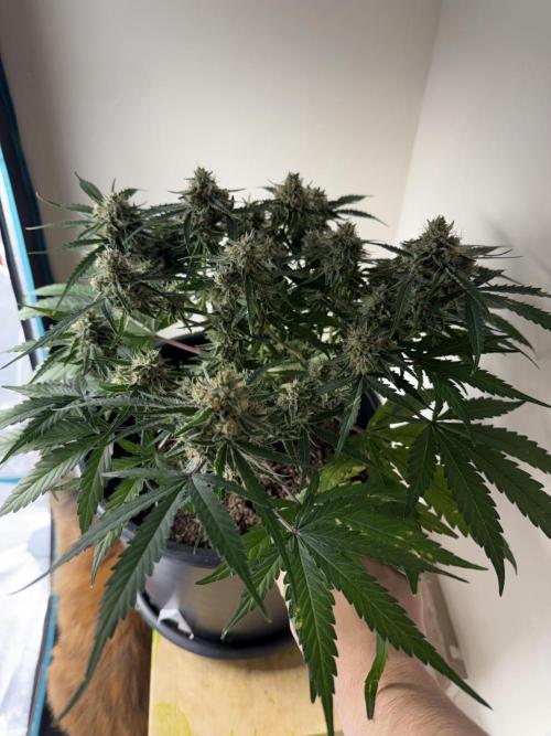 G2.1.26. Week 10 - 04.06