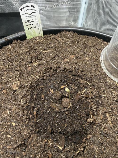 G4.2.26 - GHSC Skywalker. Week 0 - 20.06 Germination!