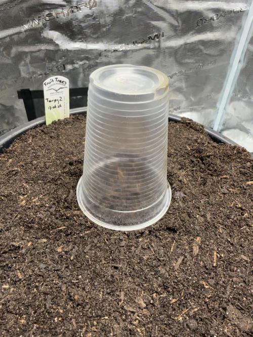 G3.2.26 - TerpyZ Fruit Trees. Week 0 - 17.06