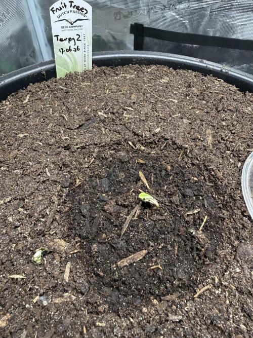 G3.2.26 - TerpyZ Fruit Trees. Week 0 - 20.06 Take off!