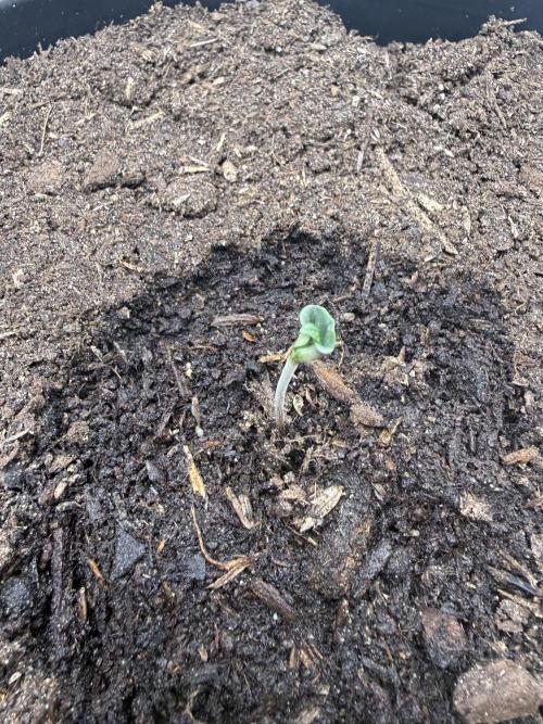 G4.2.26 - GHSC Skywalker. Week 1 - 21.06 Cotyledon is one single piece