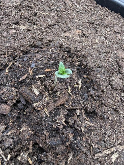 G4.2.26 - GHSC Skywalker. Week 1 - 22.06 Tore cotyledon slightly to free true leaves