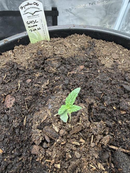 G4.2.26 - GHSC Skywalker. Week 1 - 24.06 Looking a little freaky…