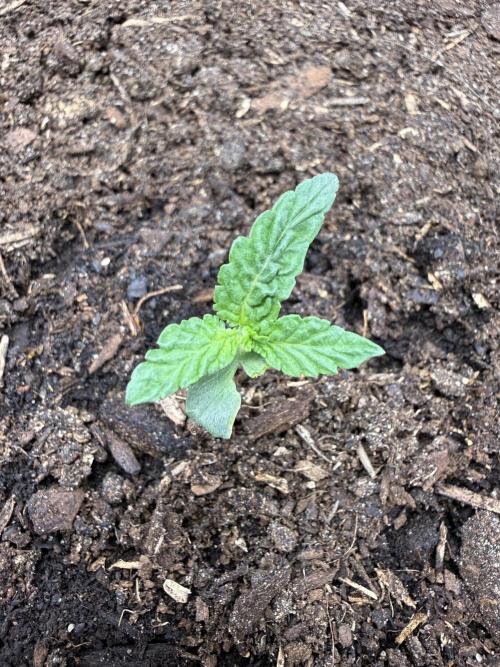 G4.2.26 - GHSC Skywalker. Week 1 - 25.06