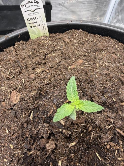 G4.2.26 - GHSC Skywalker. Week 1 - 26.06 Threefold rotational symmetry spotted!