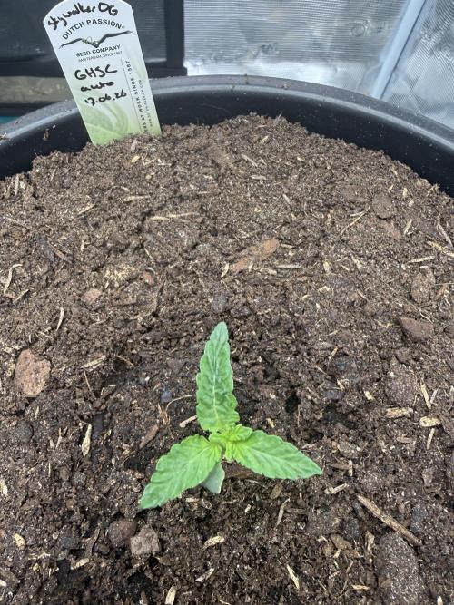 G4.2.26 - GHSC Skywalker. Week 1 - 27.06