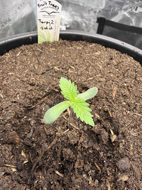 G3.2.26 - TerpyZ Fruit Trees. Week 1 - 22.06