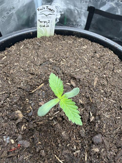 G3.2.26 - TerpyZ Fruit Trees. Week 1 - 23.06
