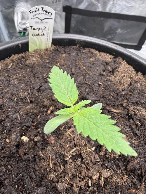 G3.2.26 - TerpyZ Fruit Trees. Week 1 - 24.06